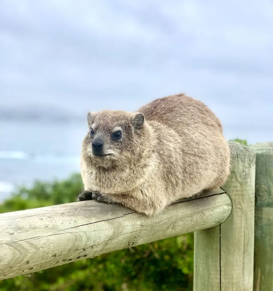 Dassie