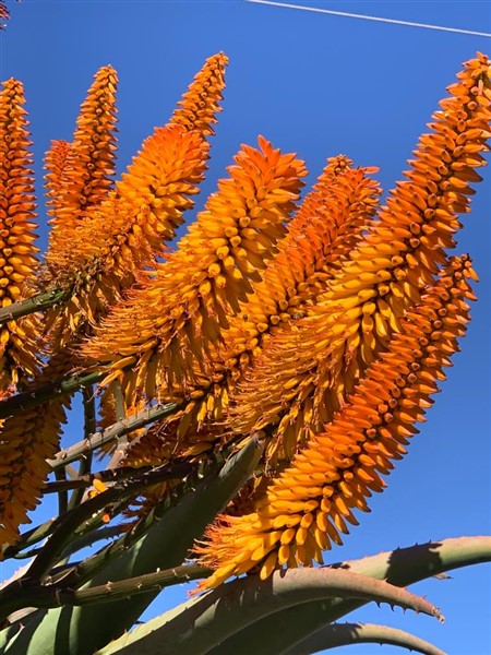 Aloe