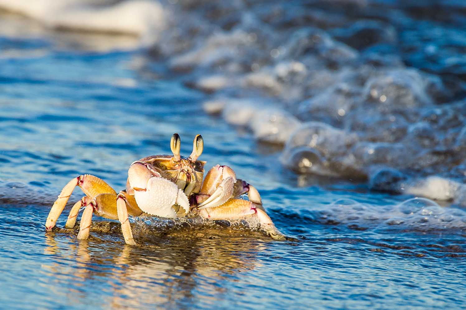 A Ghost Crab feeds in the surf zone of the Trafalgar Marine Protected Area. Southern KwaZulu Natal. South Africa.