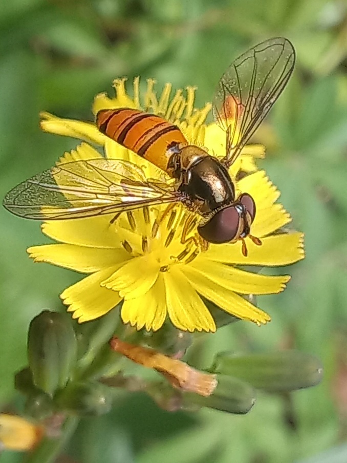 Scientific name: Episyrphus trisectus 

Common name: Episyrphus trisectus