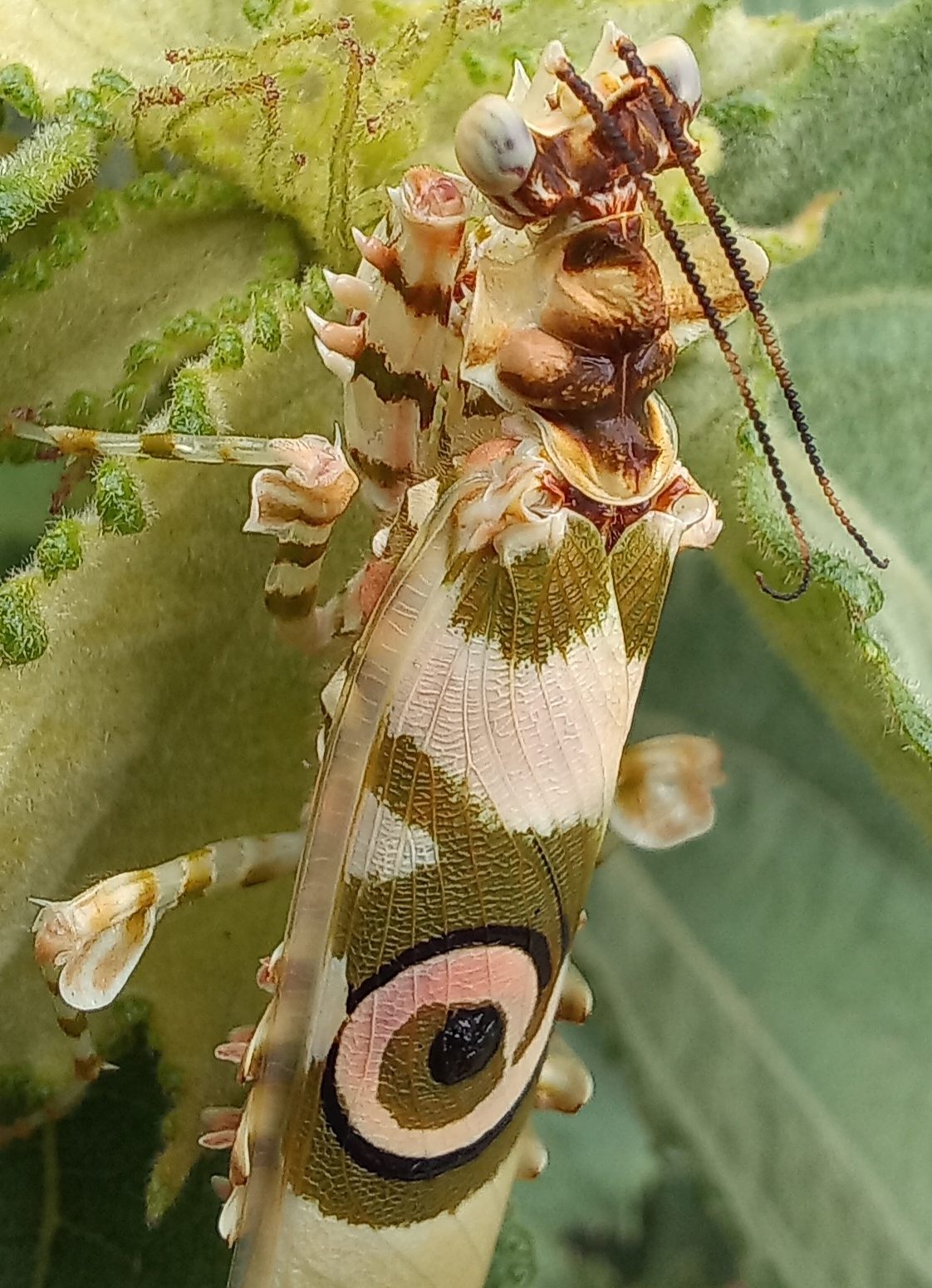 Scientific name: Pseudocreobotra wahlbergi 

Common name: Common Spiny Flower Mantis
