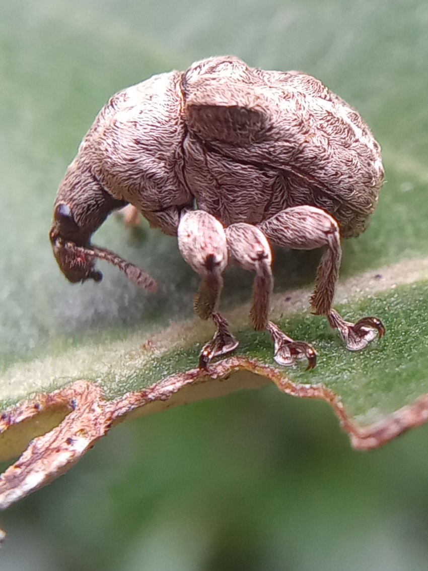 Scientific name: Scotopsinus verrucifer

Common name: Scotopsinus verrucifer