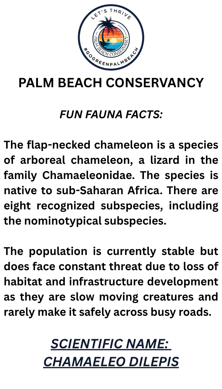 flap neck cham info